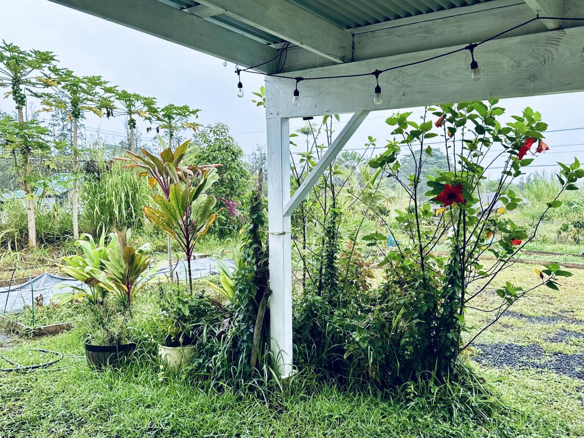 Kope Hale Farm House Near Hilo & Volcano National Park Pahoa Eksteriør bilde